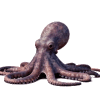 valiyazheekalunofficial ocean underwater octupus seacreature Sticker