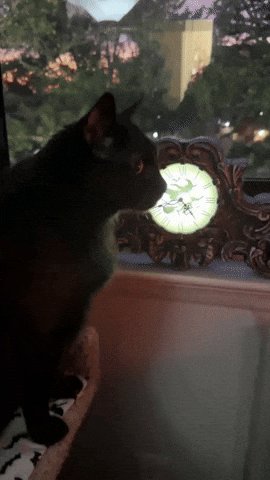 Black Cat Spooky Season GIF