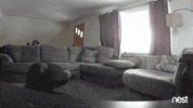 excited over it GIF by Nest