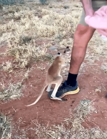 Orphaned Joey Begs to Jump Back Into Cloth Pouch