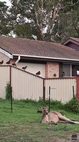 Ducks Swarm Two Australian Homes in Hitchcock-Like Scene