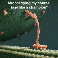 college GIF