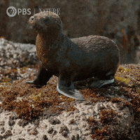 Pbs Nature Wildlife GIF by Nature on PBS