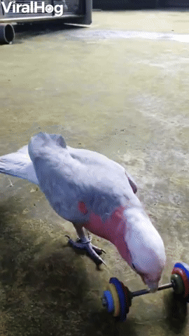 Parrot Shows off Weight Lifting Talents