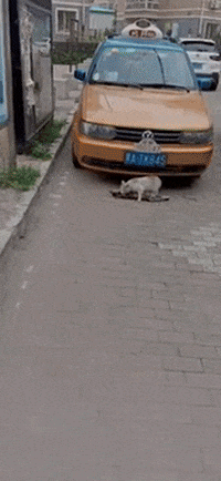 cuteanimalland giphyupload GIF