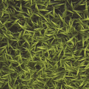 grass GIF