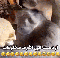 Persian Meme GIF