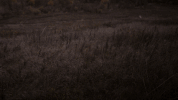 #scifi #syfy #12monkeys GIF by SYFY