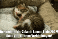unsereoebb cat katze oebb weltkatzentag GIF