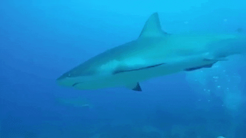 Shark Week Hello GIF by Storyful