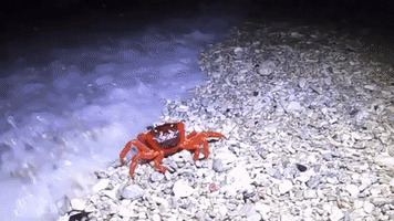 Christmas Island Red Crabs Claw Along Beach