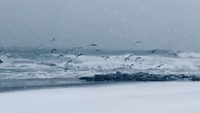 Birds Flock on Jersey Shore Beach as Winter Storm Bears Down