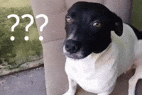 Serious Dog GIF