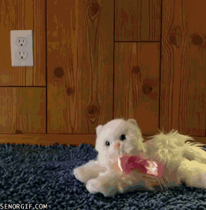 Cats Stretching GIF