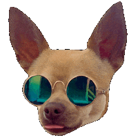 Dog Summer Sticker