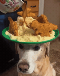 Tyler The Creator Dog GIF by Respective
