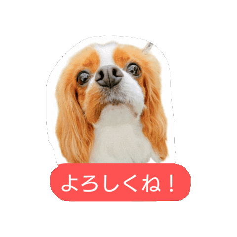Cavalierkingcharlesspaniel Sticker