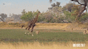 Season 2 Running GIF by PBS