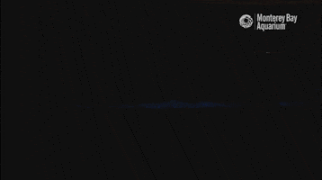 Glow Red Tide GIF by Monterey Bay Aquarium