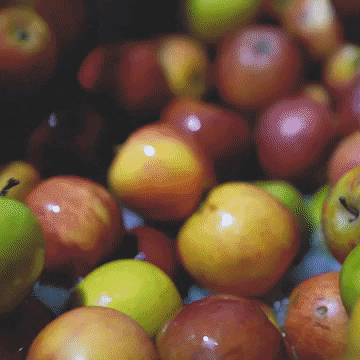wearehawkes giphygifmaker juice cider apples GIF