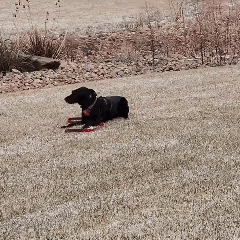 Dogs Scratches Belly in Southwest Utah Sleet