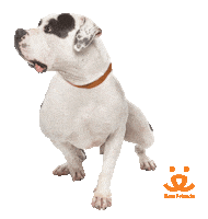 No Way Dog Sticker by Best Friends Animal Society