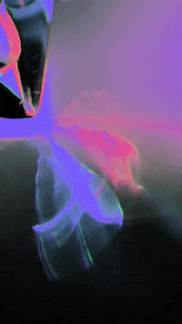 mollie_serena art rainbow trippy flower GIF