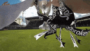 officialdafc football celebrate trophy dunfermline GIF