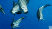 blue planet dolphin GIF by BBC America