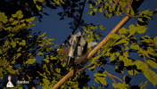 Sardos_YT scared bird jet war thunder GIF