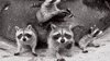 raccoons wants GIF