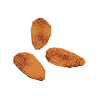 Almond Sticker by Evoolution