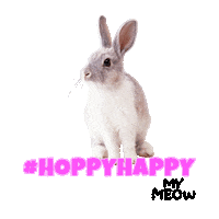 Rabbit Easter Sticker by mymeow