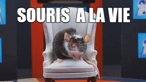 Souris Smile GIF by CANAL+