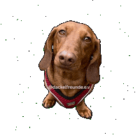 dackelfreunde dog dachshund hund doxie Sticker