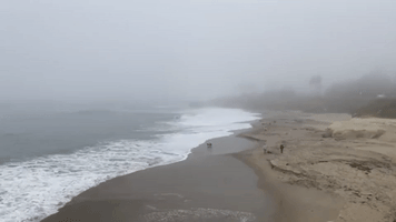 Dogs Don't Let Fog in Santa Cruz Ruin Their Beach 