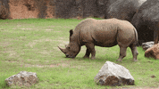 Atlanta Atl GIF by ZooATL