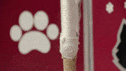 kitten bowl countdown to valentine's day GIF by Hallmark Channel
