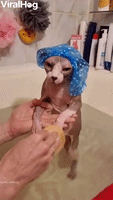 Sphynx in Shower Cap Gets Bath  
