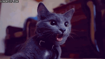 cat excitement GIF by Cheezburger