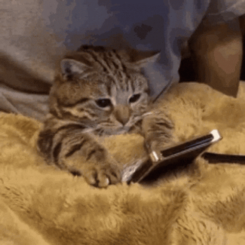 gokcecici giphyupload GIF