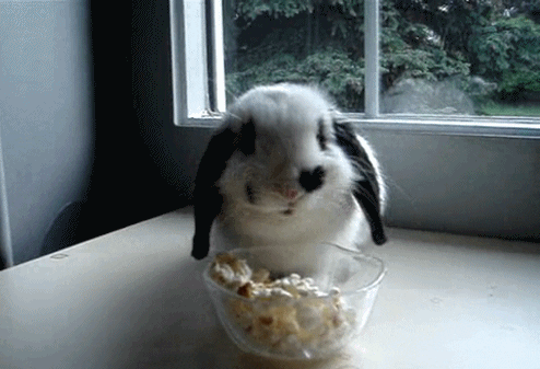 Video gif. Black and white rabbit sitting on a tabletop with a bowl of popcorn, chewing rapidly.