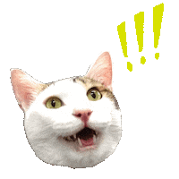 Cat What Sticker