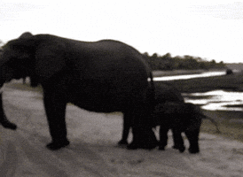 stomp GIF
