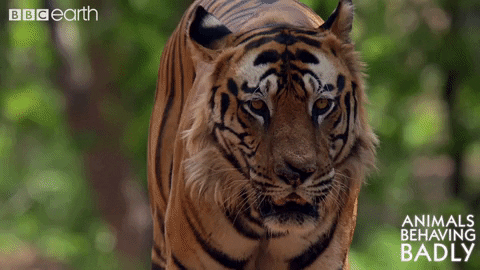 tiger wildlife GIF by BBC Earth