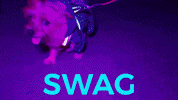Dog Swag GIF by Chic Society