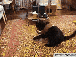 squirrel GIF
