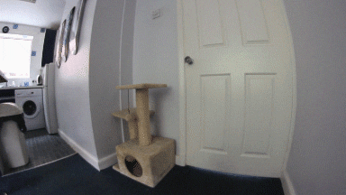cat helping GIF