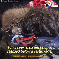sea otters GIF by The Dodo
