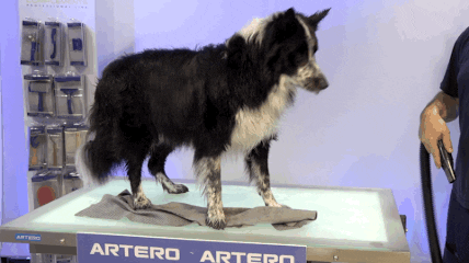 Artero giphyupload dog dogs perro GIF